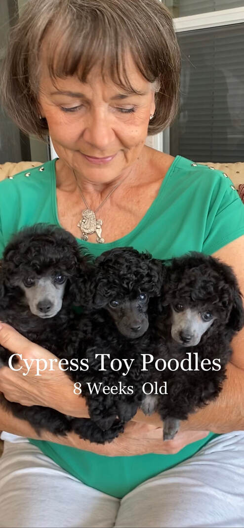cypress toy poodles